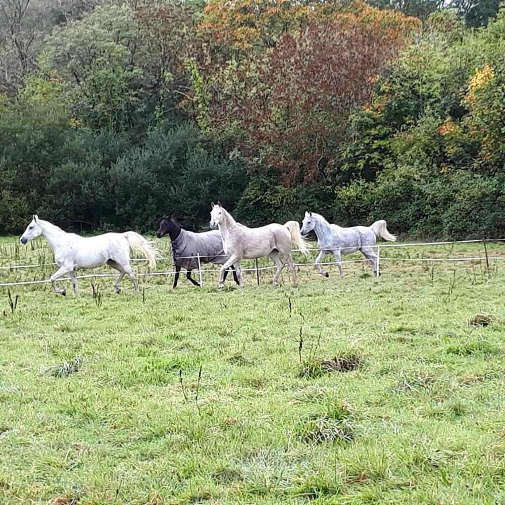 The best supplement for endurance horses Annie Joppe Feedmark